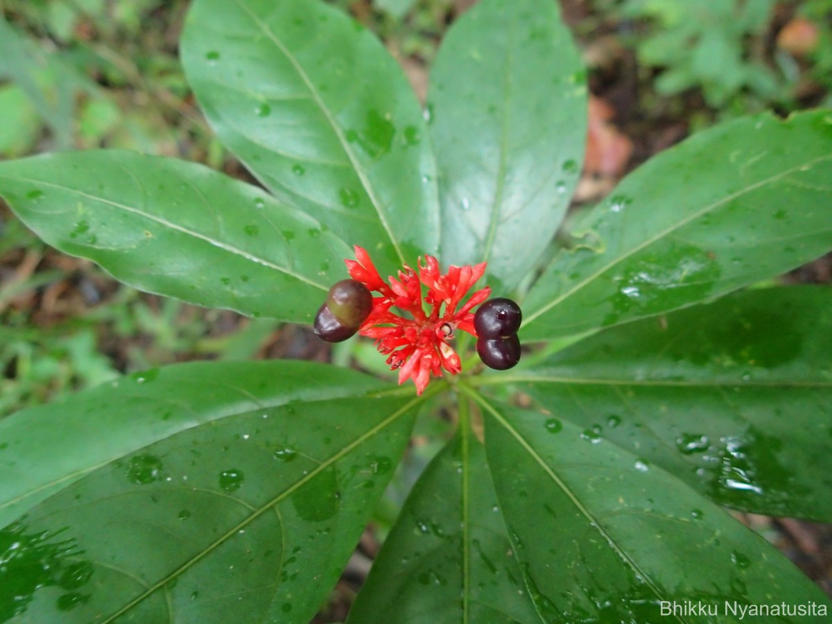Rauvolfia serpentina (L.) Benth. ex Kurz